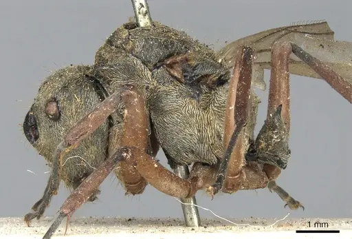 Polyrhachis andromache - CASENT0901871