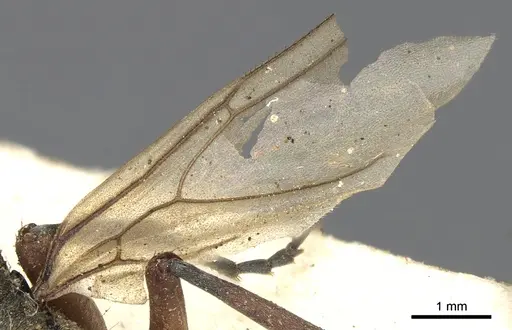 Polyrhachis andromache - CASENT0901871