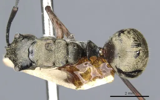 Polyrhachis andromache - CASENT0903436