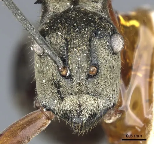 Polyrhachis andromache - CASENT0903436