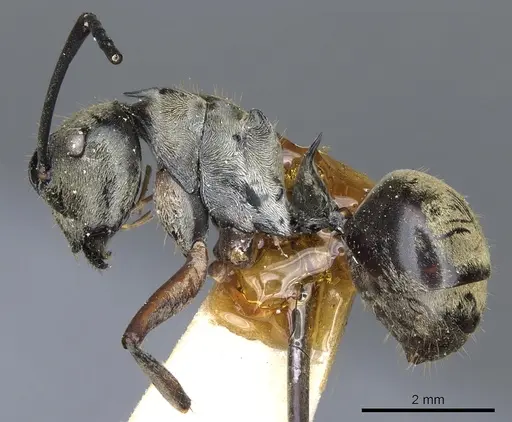 Polyrhachis andromache - CASENT0903436