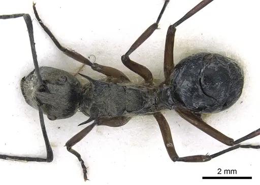 Polyrhachis andromache - CASENT0903437