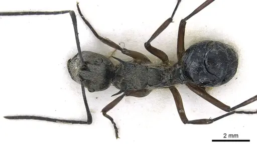 Polyrhachis andromache - CASENT0903437