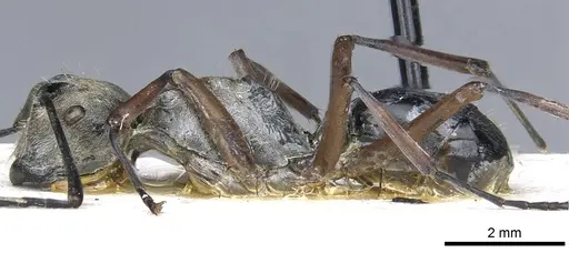 Polyrhachis andromache - CASENT0903437