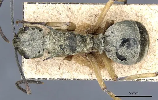 Polyrhachis andromache - CASENT0905607