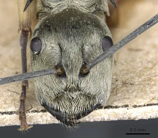 Polyrhachis andromache - CASENT0905607