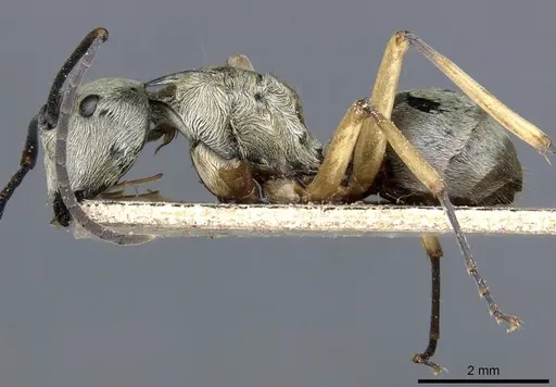 Polyrhachis andromache - CASENT0905607