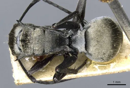 Polyrhachis andromache - CASENT0905610