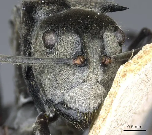 Polyrhachis andromache - CASENT0905610