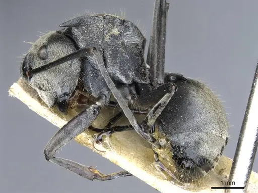 Polyrhachis andromache - CASENT0905610