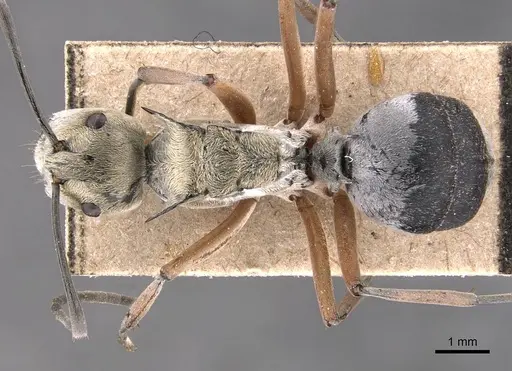 Polyrhachis andromache - CASENT0905816