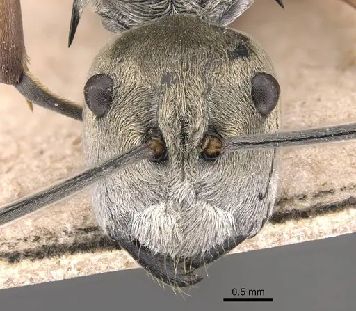 Polyrhachis andromache - CASENT0905816