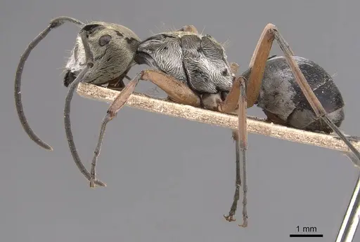 Polyrhachis andromache - CASENT0905816