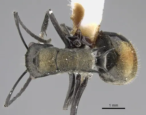 Polyrhachis angusta specimen