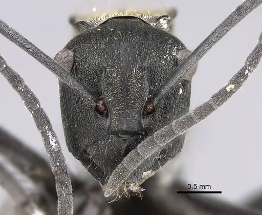 Polyrhachis angusta specimen