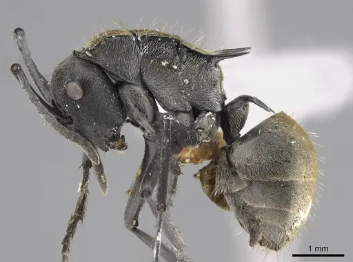 Polyrhachis angusta specimen