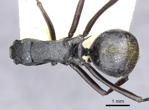 Polyrhachis angusta - CASENT0903334