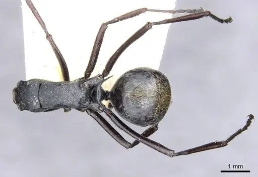 Polyrhachis angusta - CASENT0903334