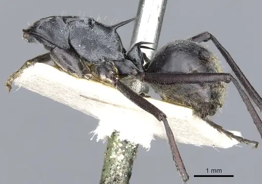 Polyrhachis angusta - CASENT0903334