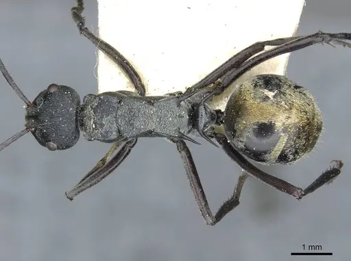 Polyrhachis angusta - CASENT0910802