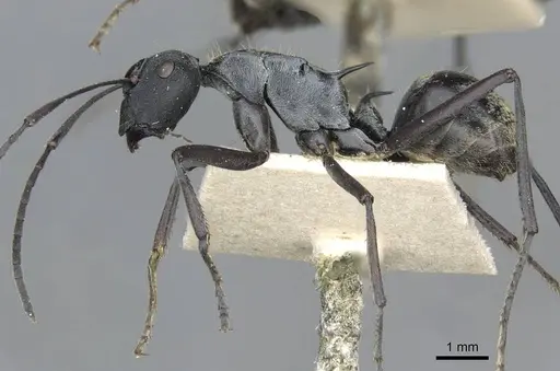 Polyrhachis angusta - CASENT0910802