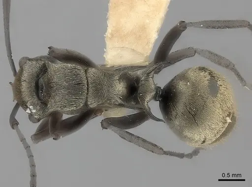 Polyrhachis annae specimen