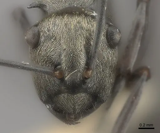 Polyrhachis annae specimen