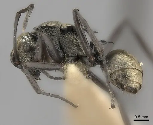 Polyrhachis annae specimen
