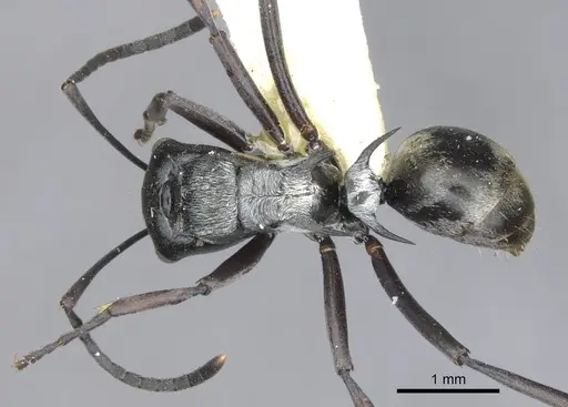 Polyrhachis annae - CASENT0903340