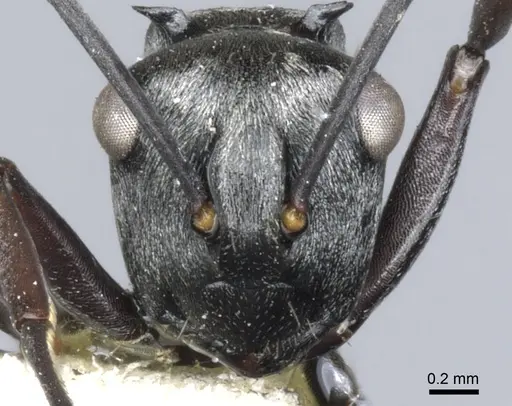 Polyrhachis annae - CASENT0903340