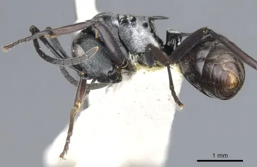 Polyrhachis annae - CASENT0903340