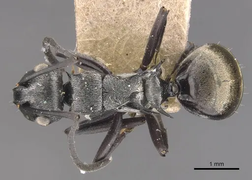 Polyrhachis annae - CASENT0905576