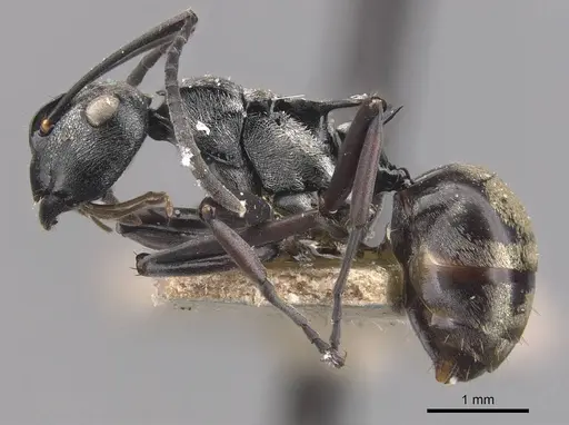 Polyrhachis annae - CASENT0905576