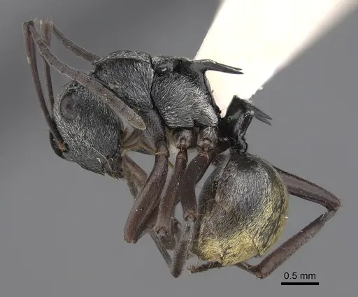 Polyrhachis annae - CASENT0923481