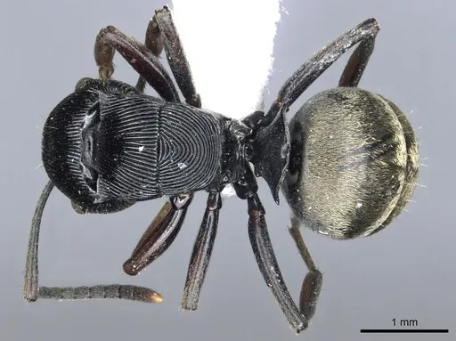 Polyrhachis annulata specimen