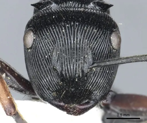Polyrhachis annulata specimen