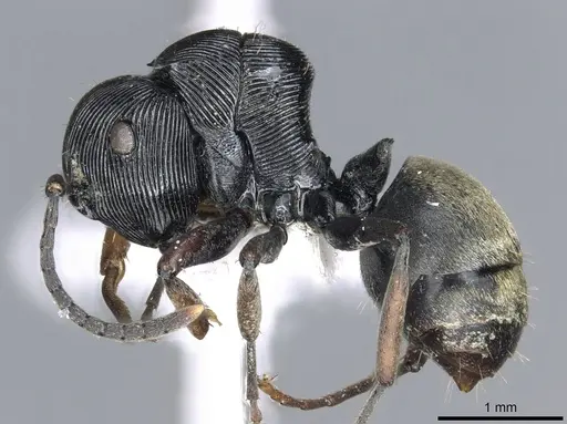 Polyrhachis annulata specimen