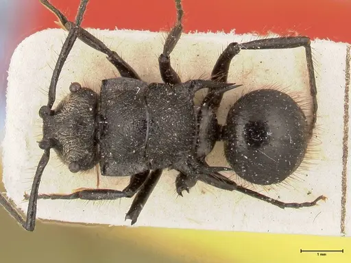 Polyrhachis antennata specimen