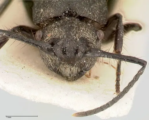 Polyrhachis antennata specimen