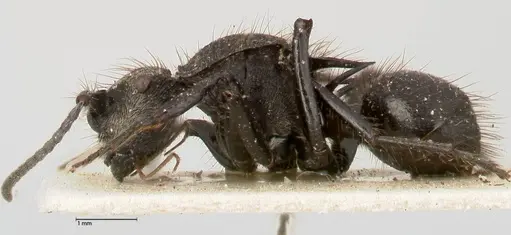 Polyrhachis antennata specimen