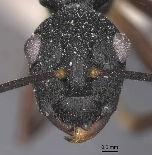 Polyrhachis antoniae specimen