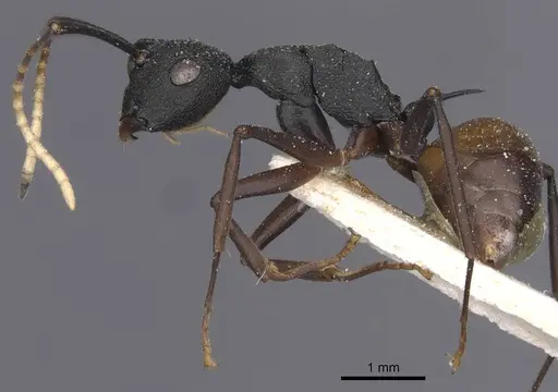 Polyrhachis antoniae specimen