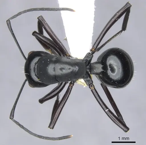 Polyrhachis aporema specimen