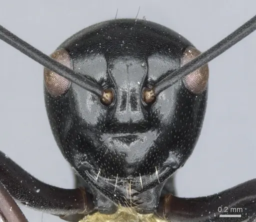 Polyrhachis aporema specimen