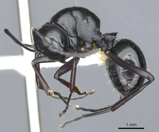 Polyrhachis aporema specimen
