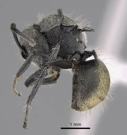 Polyrhachis appendiculata specimen