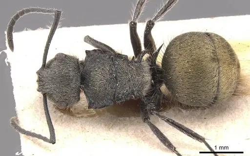 Polyrhachis appendiculata - CASENT0905578