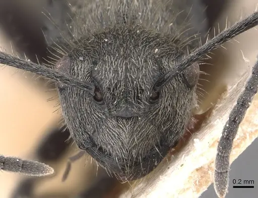 Polyrhachis appendiculata - CASENT0905578