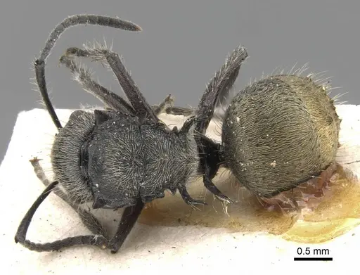 Polyrhachis appendiculata - CASENT0906740