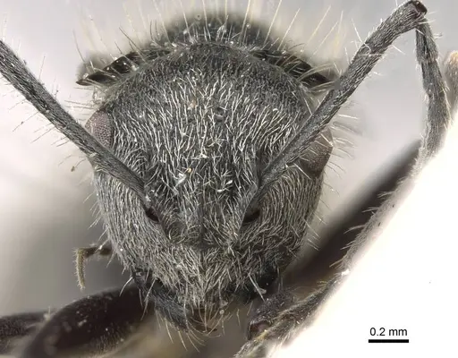 Polyrhachis appendiculata - CASENT0906740